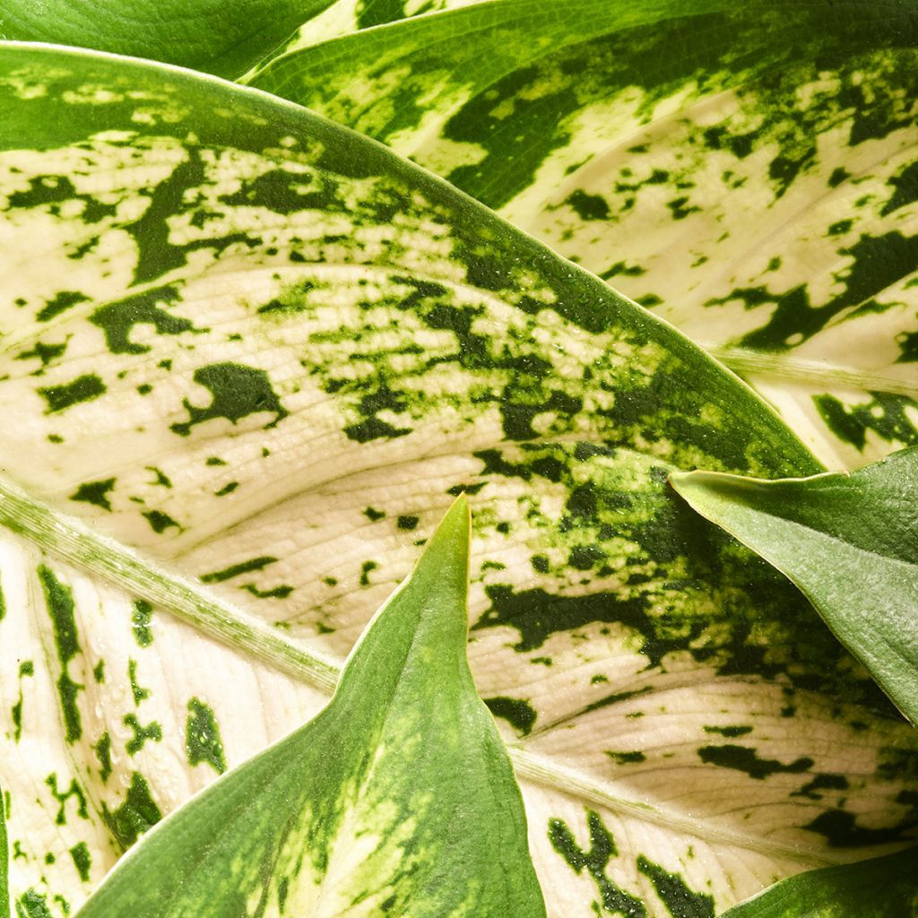 Aglaonema Variegata Pearls