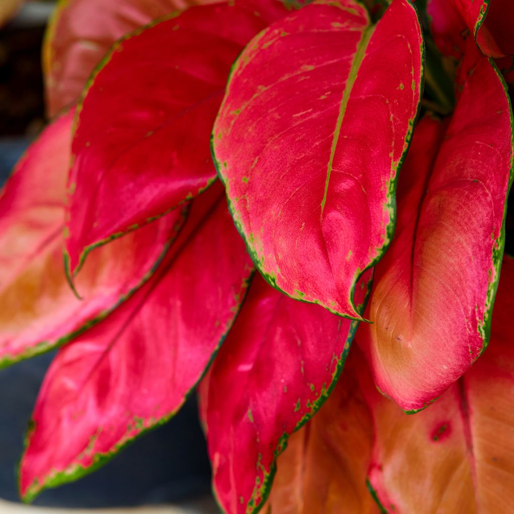 Aglaonema Rich Red