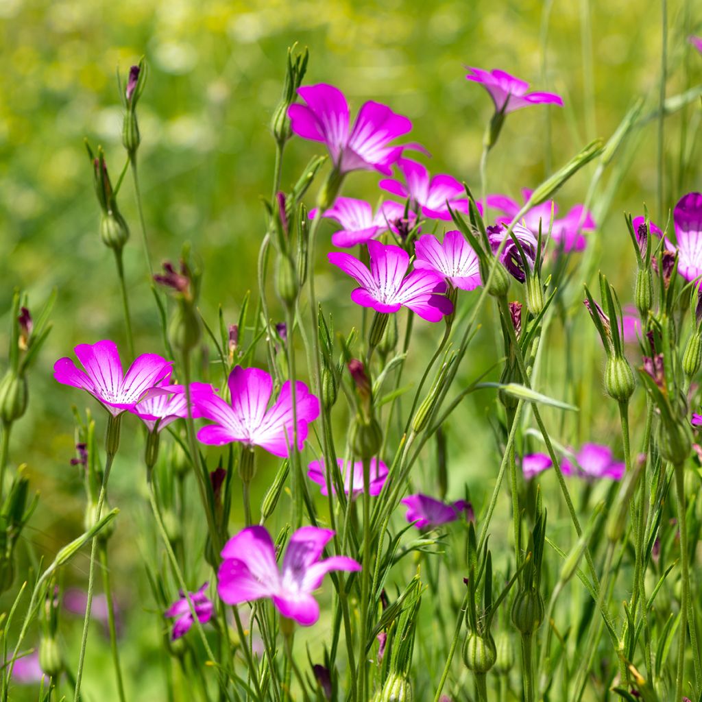 Agrostemma githago BIO (semillas)