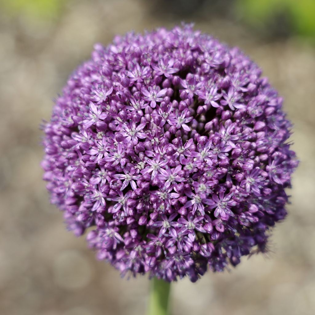 Allium Ambassador - Ajo decorativo