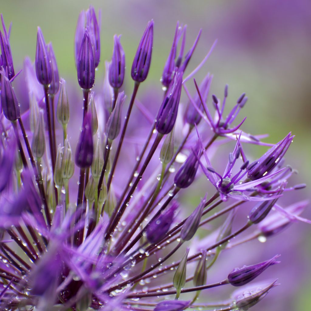 Allium aflatunense Purple Sensation - Ajo decorativo