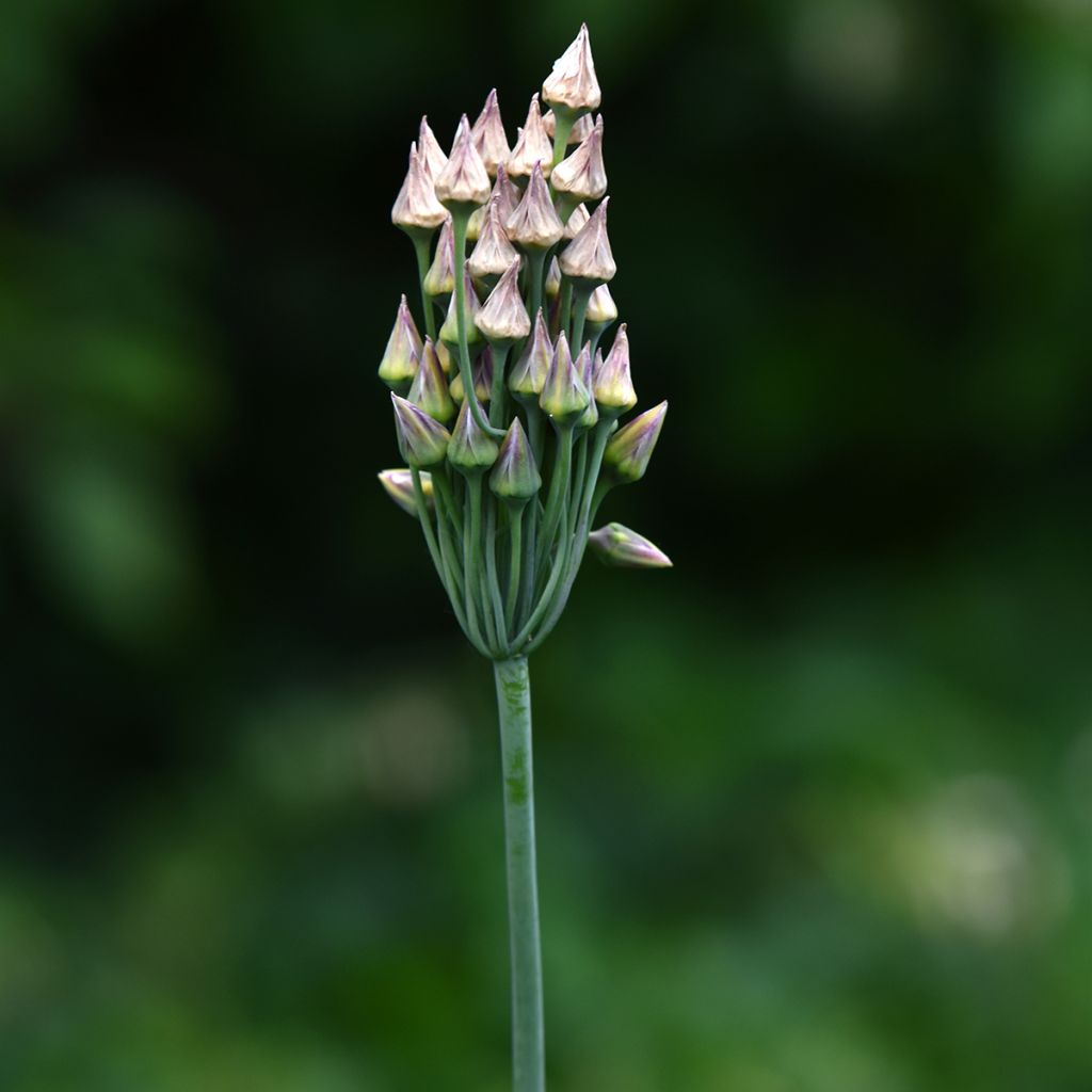 Allium nectaroscordum - Ajo de la miel