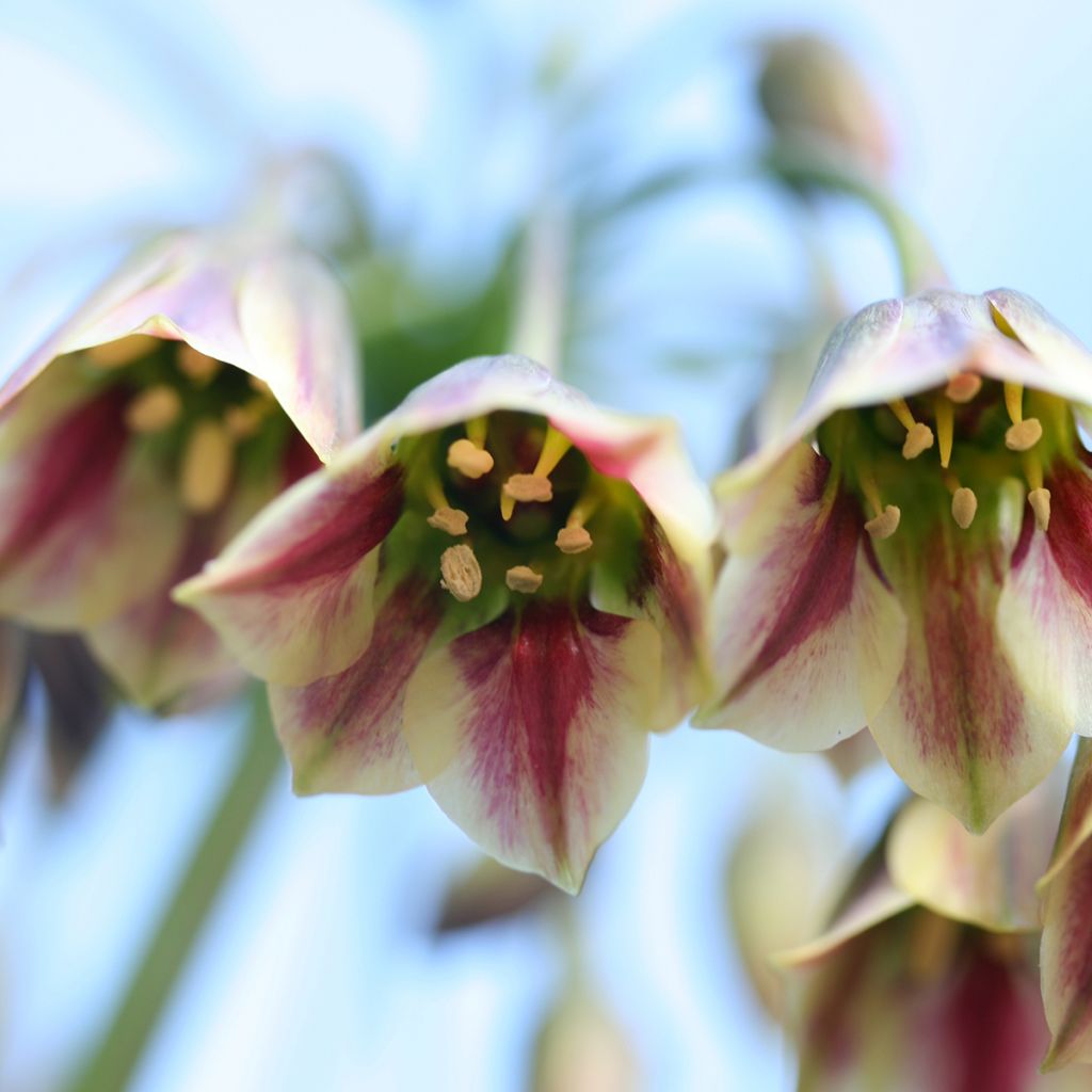 Allium nectaroscordum - Ajo de la miel