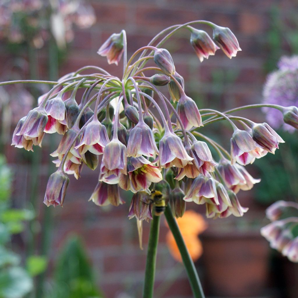 Allium nectaroscordum - Ajo de la miel