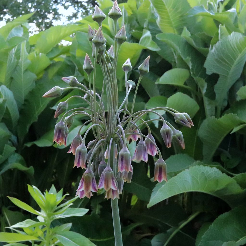 Allium nectaroscordum - Ajo de la miel