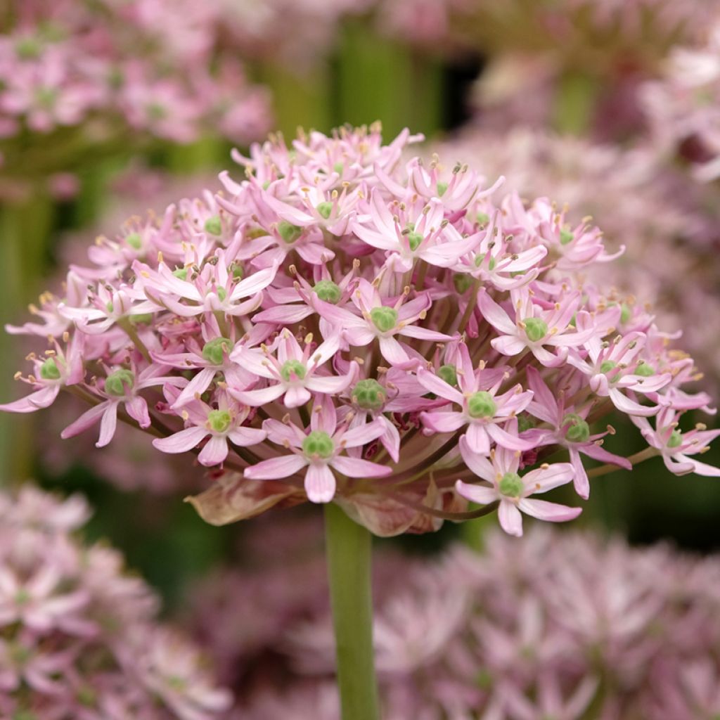Ajo ornamental - Allium nigrum Pink Jewel