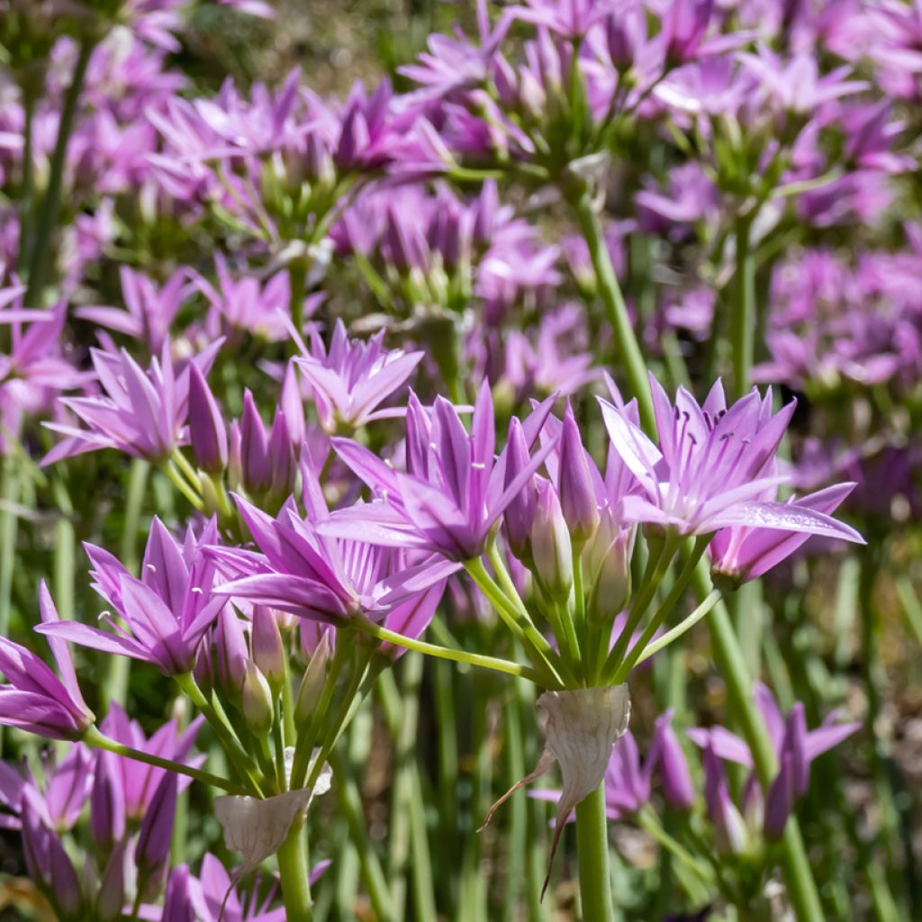 Allium unifolium Eros - Ajo decorativo