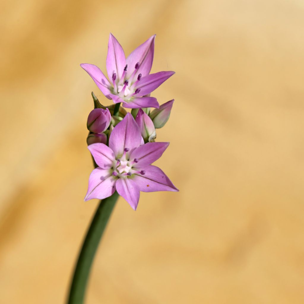 Allium unifolium Eros - Ajo decorativo