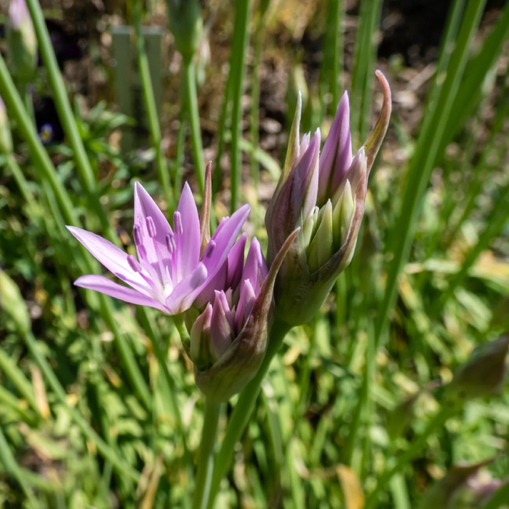 Allium unifolium Eros - Ajo decorativo