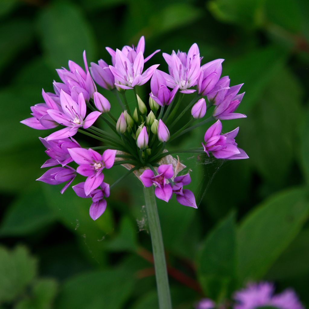 Allium unifolium Eros - Ajo decorativo