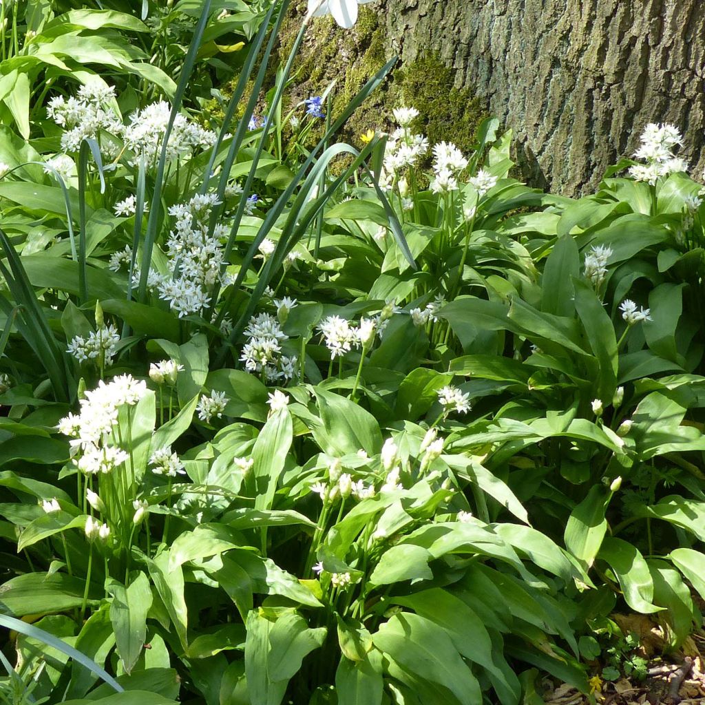 Ajo de oso - Allium ursinum