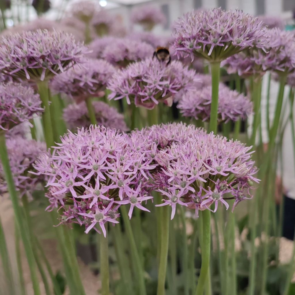 Allium New York - Ajo decorativo 