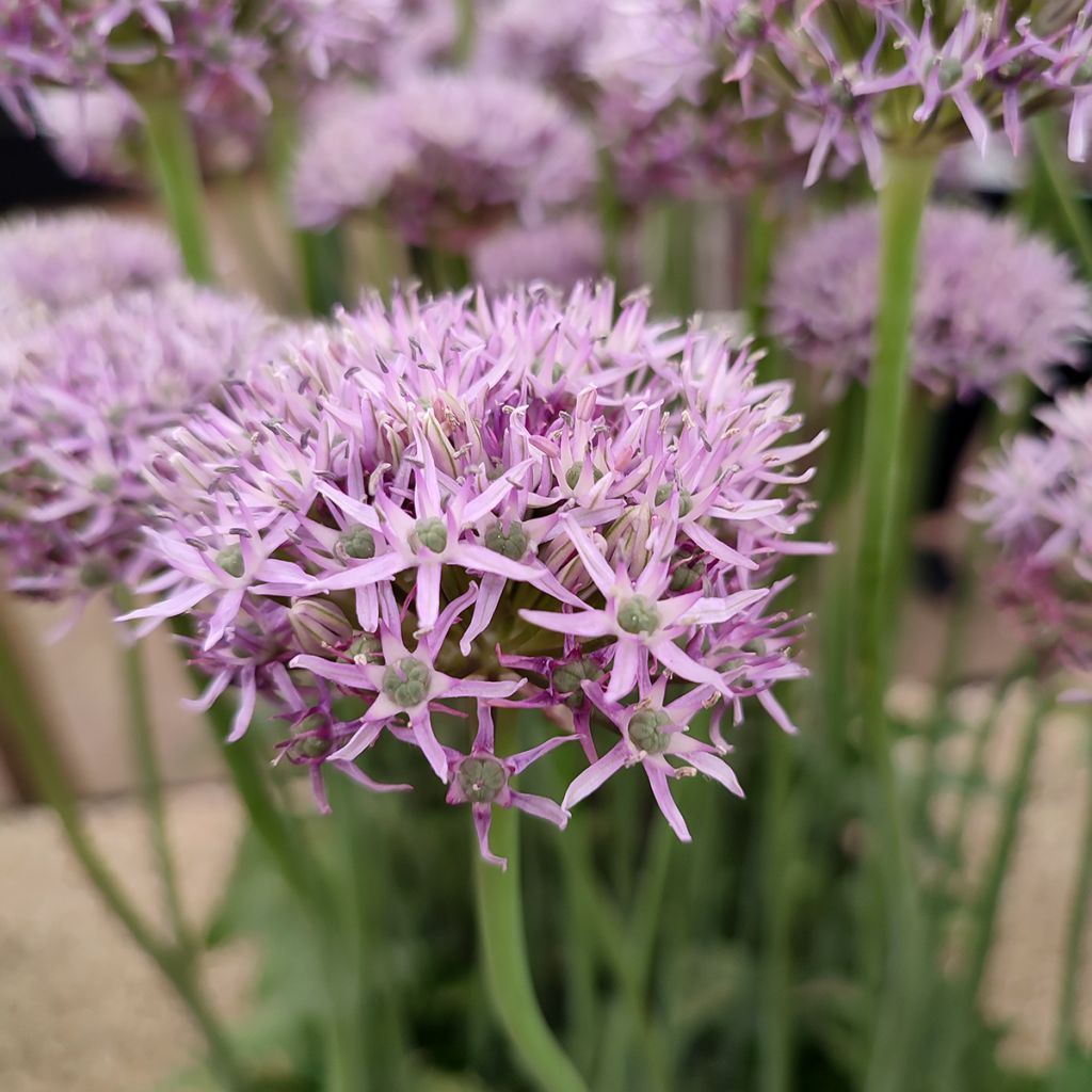 Allium New York - Ajo decorativo 