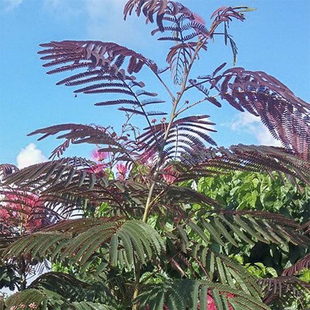 Acacia de Constantinopla Evey's Pride - Albizia