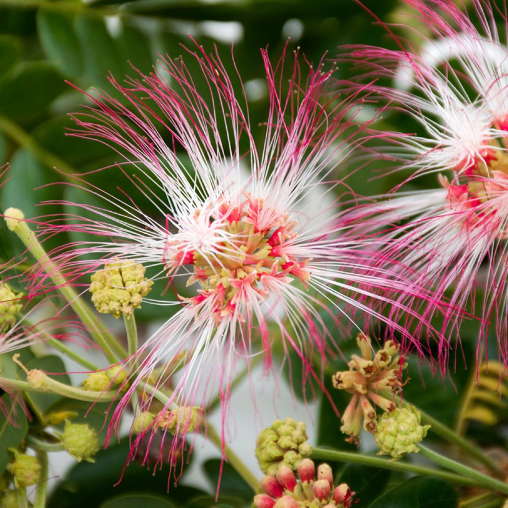 Albizia saman - Samán