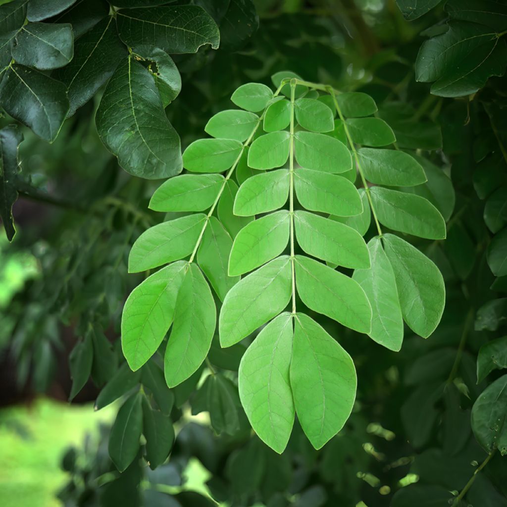 Albizia saman - Samán