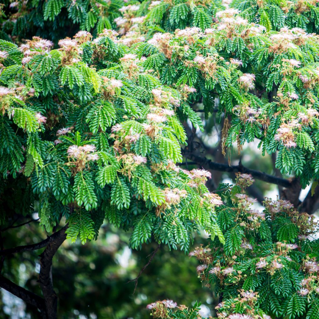 Albizia saman - Samán