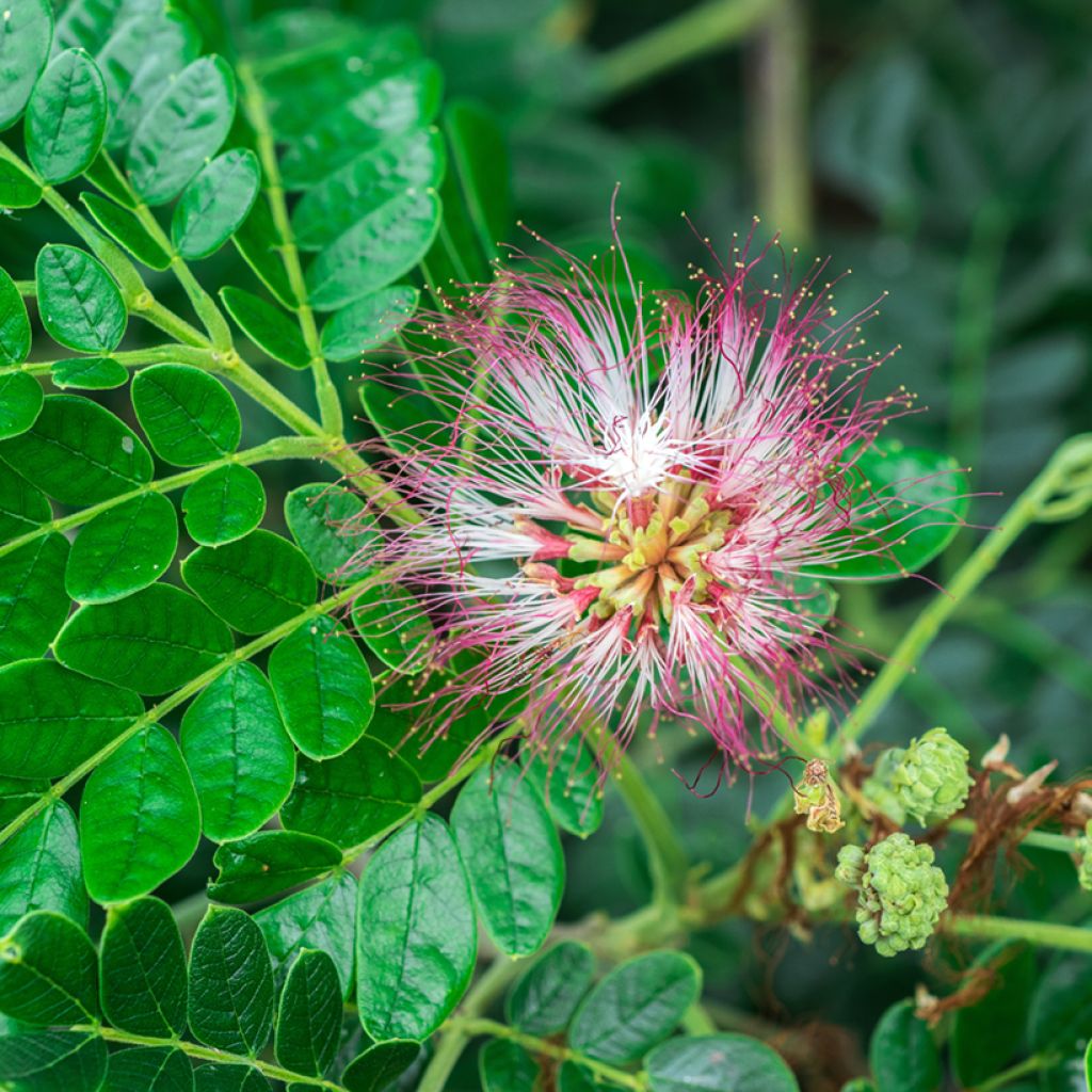 Albizia saman - Samán