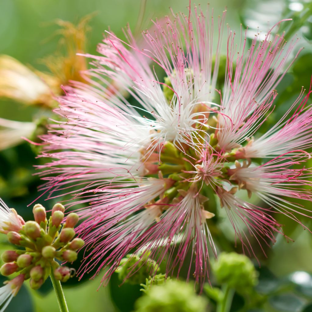 Albizia saman - Samán