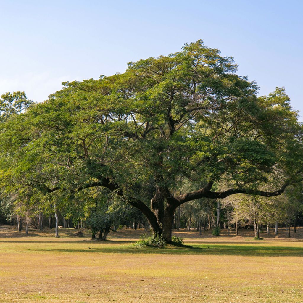 Albizia saman - Samán