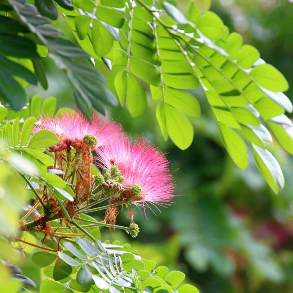 Albizia saman - Samán