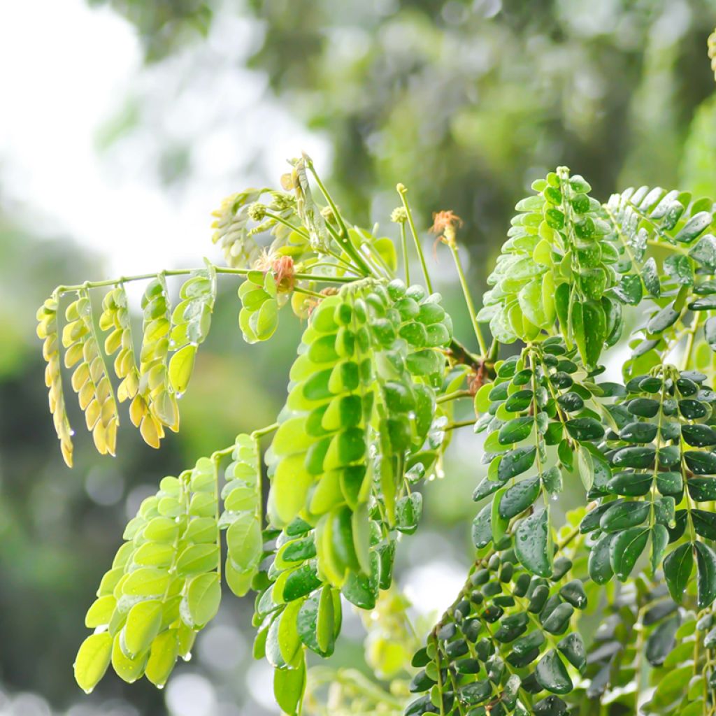 Albizia saman - Samán