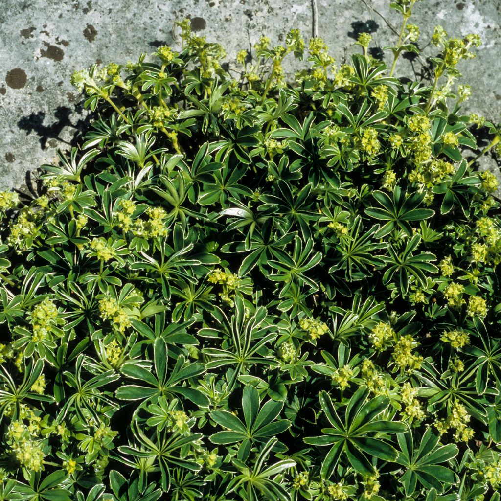Alchemilla alpina - Alquemila