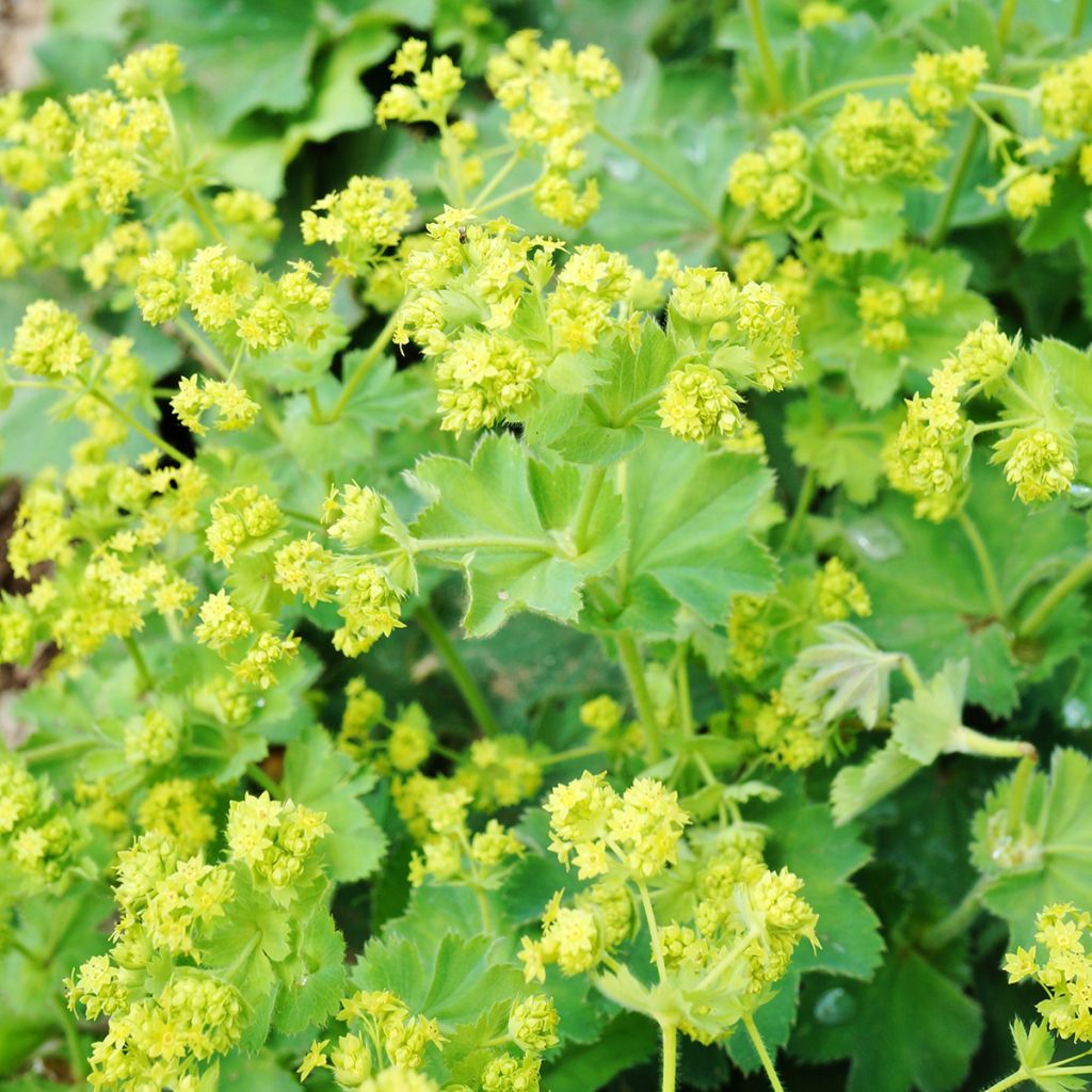 Alchemilla mollis - Alquémila