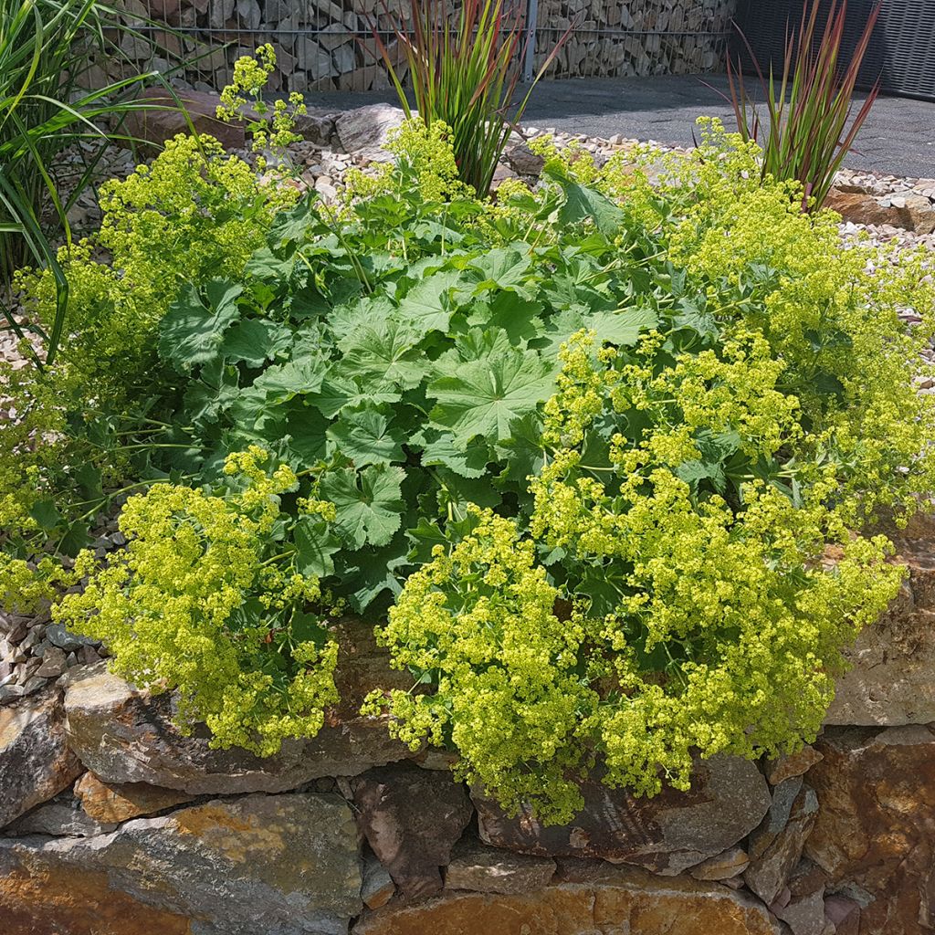 Alchemilla mollis - Alquémila