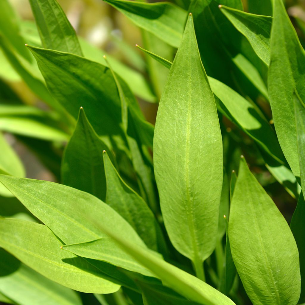 Alisma lanceolatum - Llanten de agua