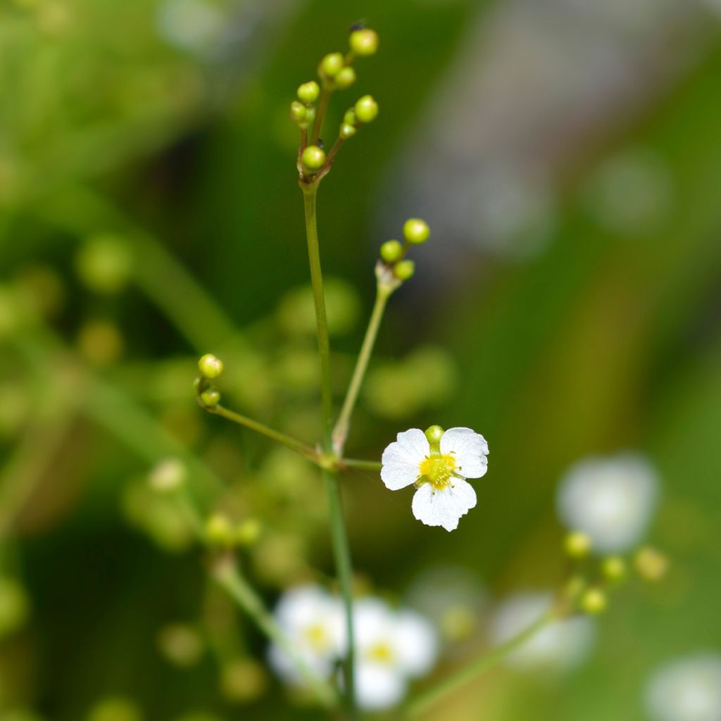 Alisma lanceolatum - Llanten de agua