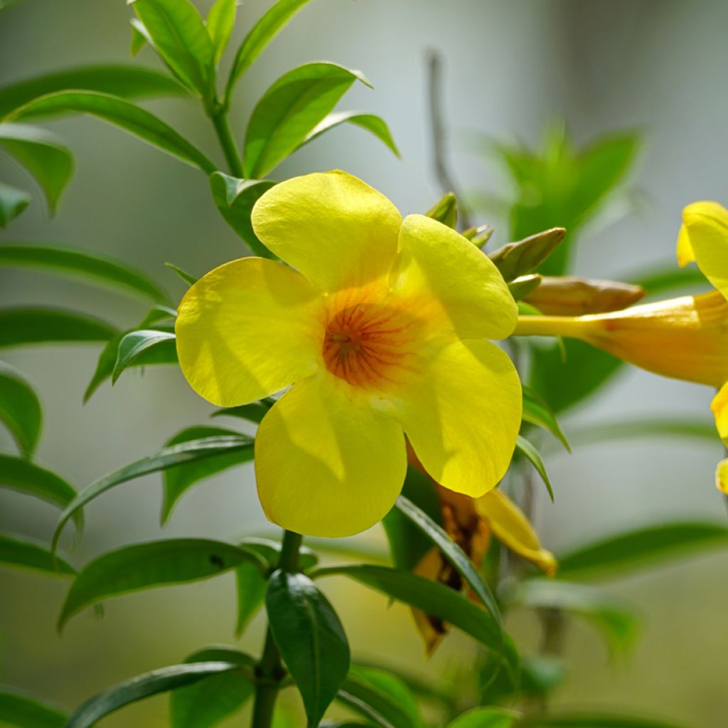 Allamanda cathartica