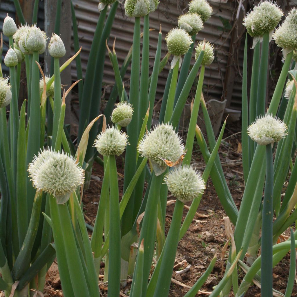 Cebolleta - Cebolla blanca