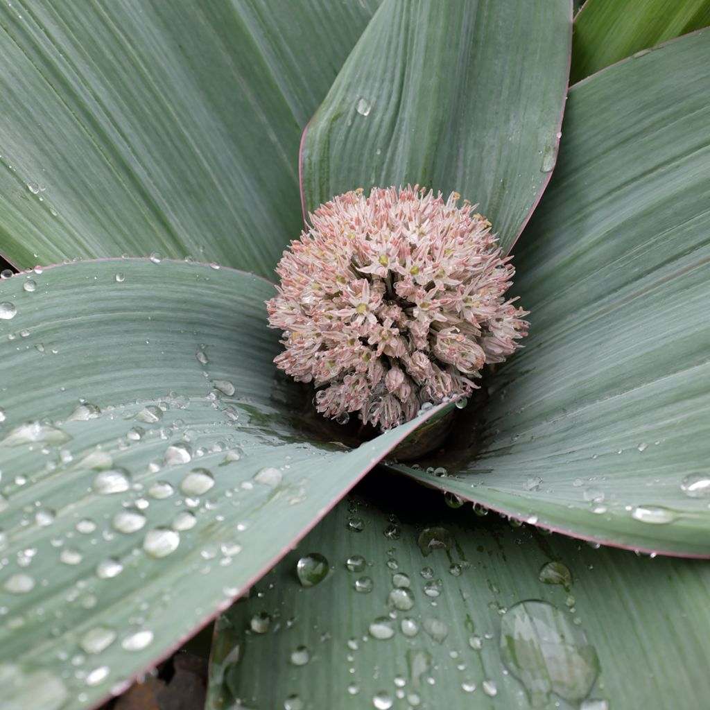 Allium karataviense - Ajo decorativo