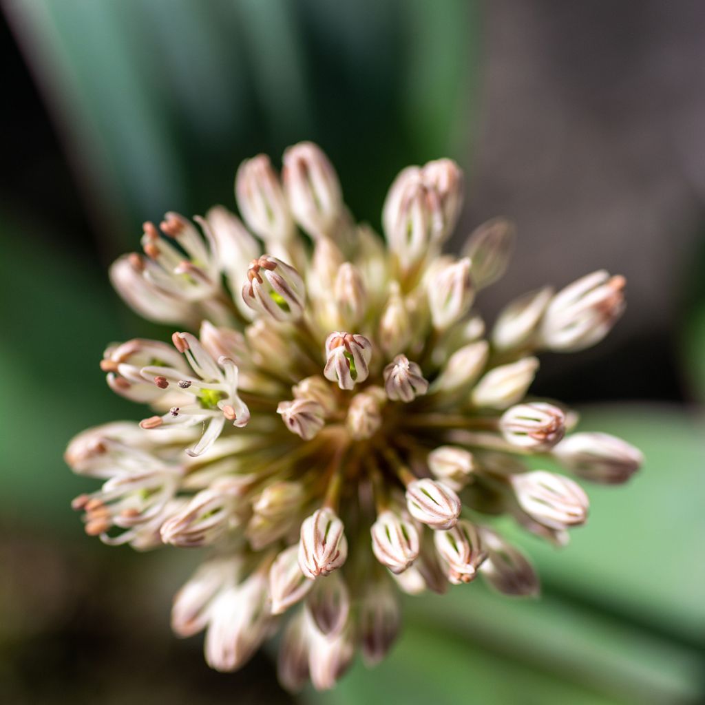 Allium karataviense - Ajo decorativo