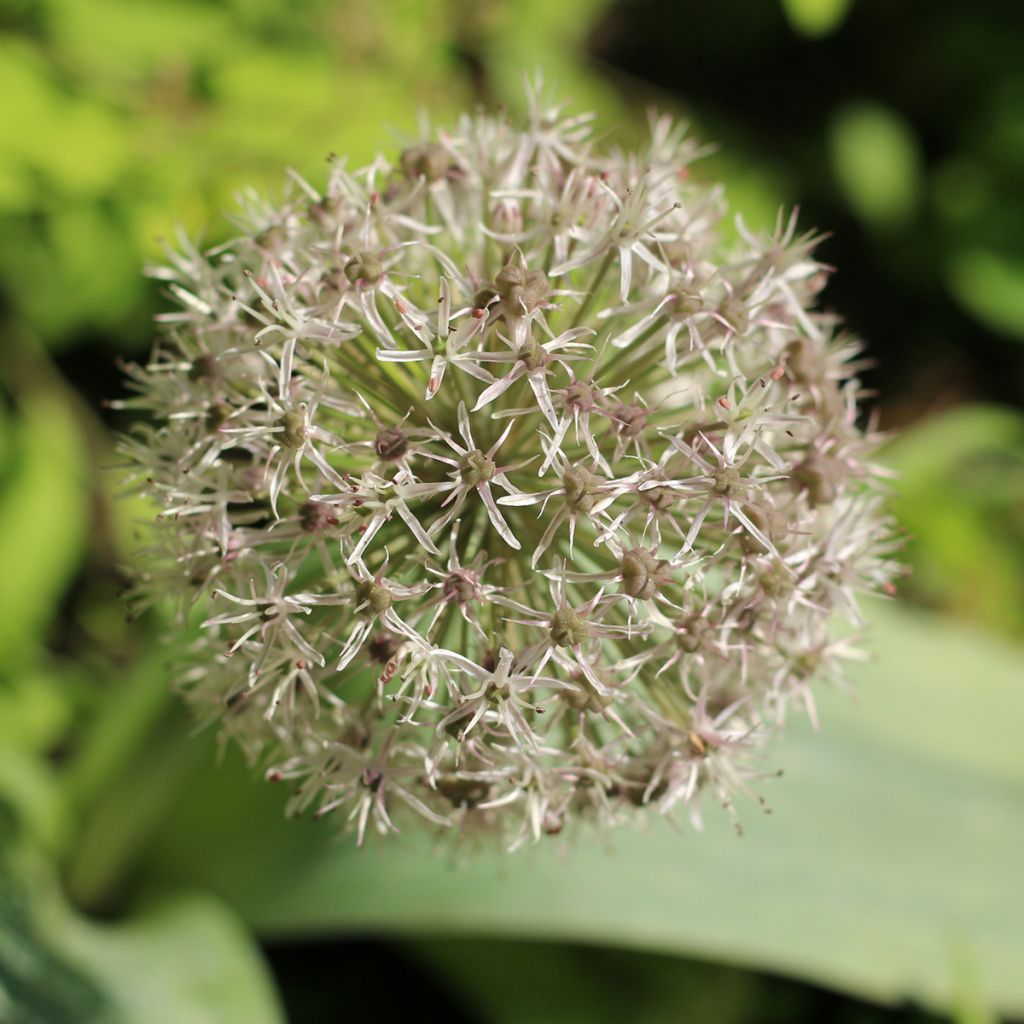 Allium karataviense - Ajo decorativo
