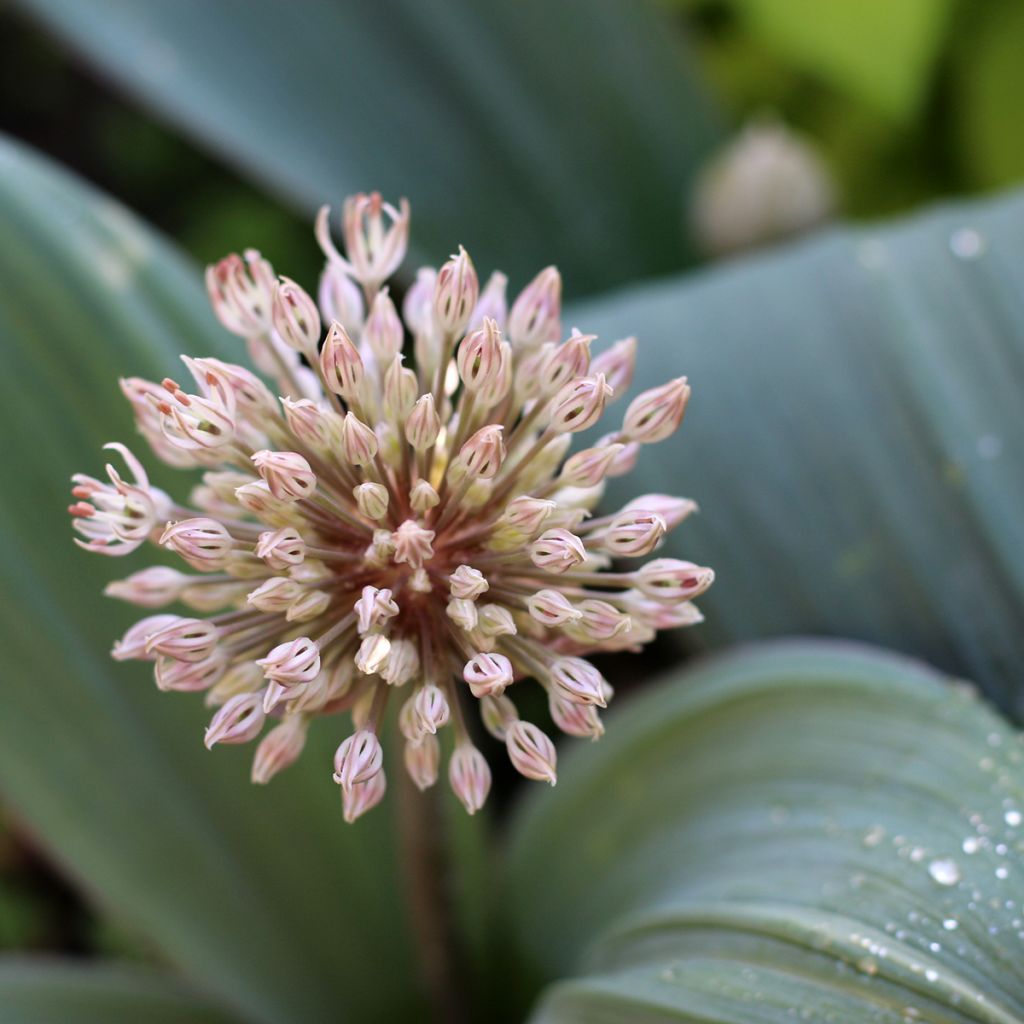 Allium karataviense - Ajo decorativo