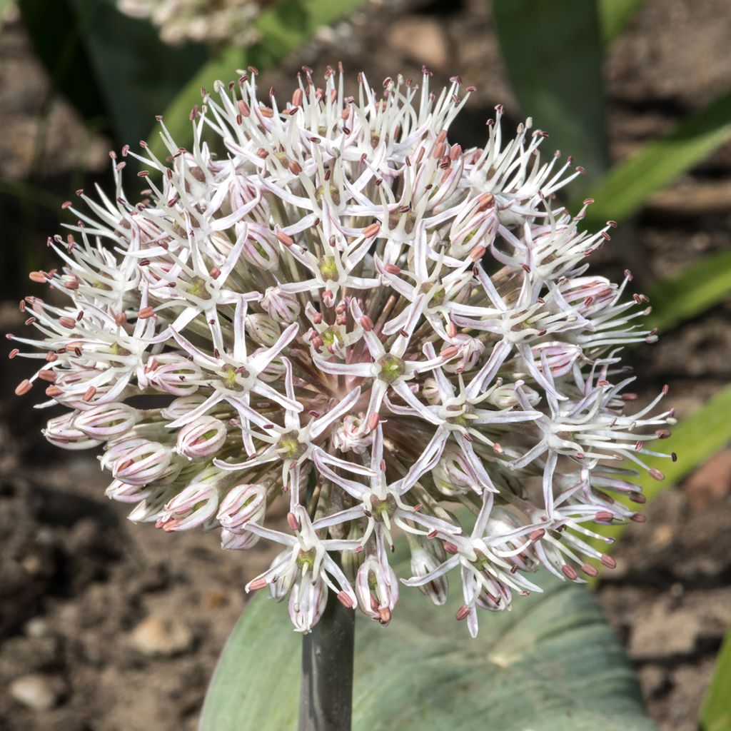 Allium karataviense - Ajo decorativo
