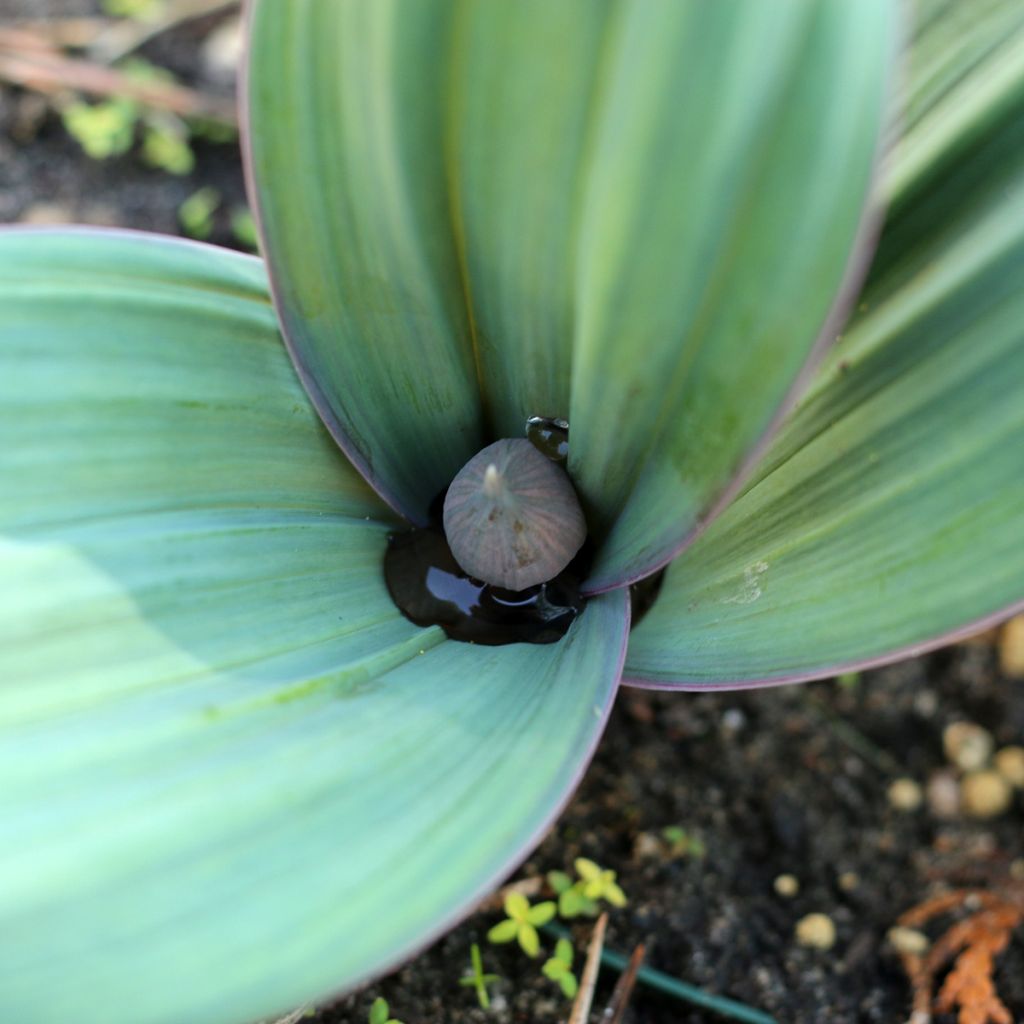Allium karataviense - Ajo decorativo