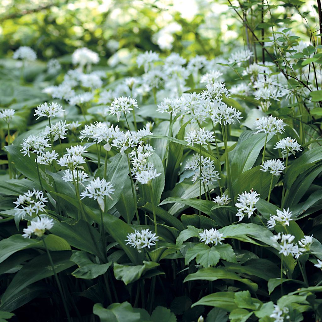 Ajo de oso (maceta) - Allium ursinum