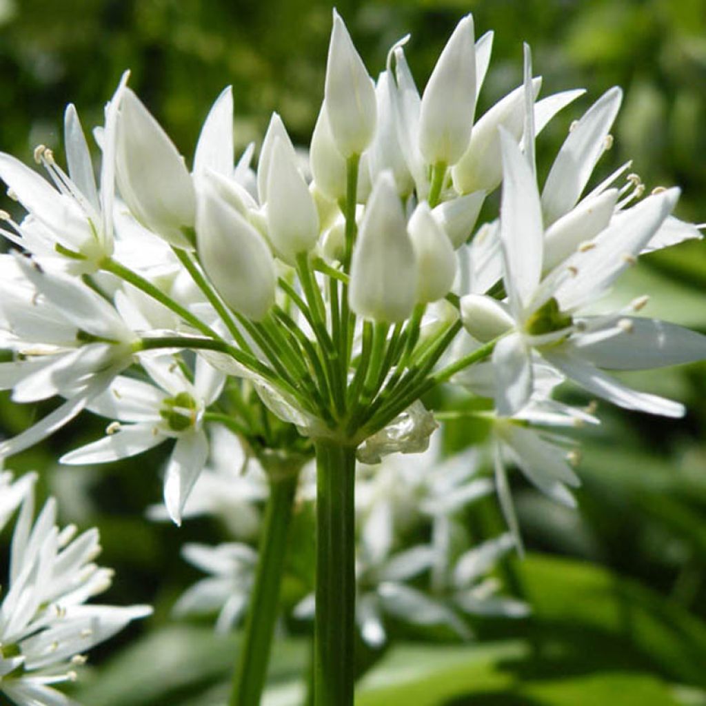 Ajo de oso (maceta) - Allium ursinum