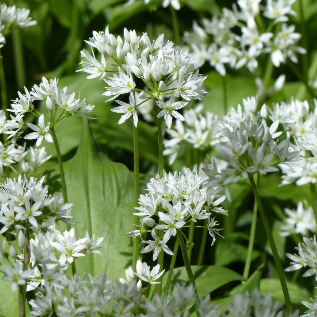 Ajo de oso (maceta) - Allium ursinum