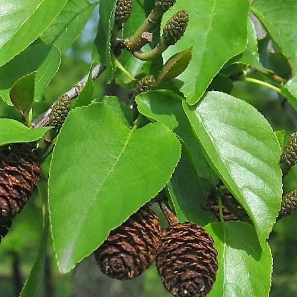 Aliso napolitano - Alnus cordata