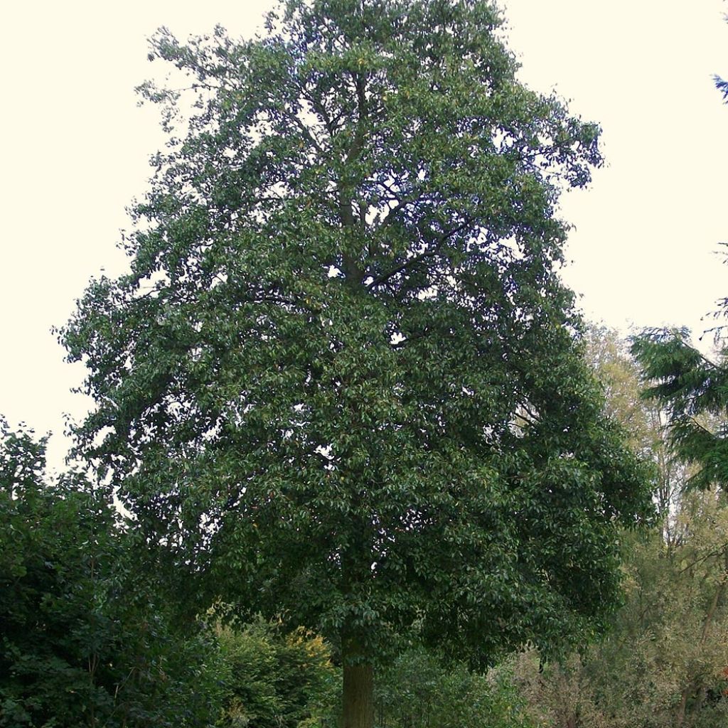 Aliso napolitano - Alnus cordata