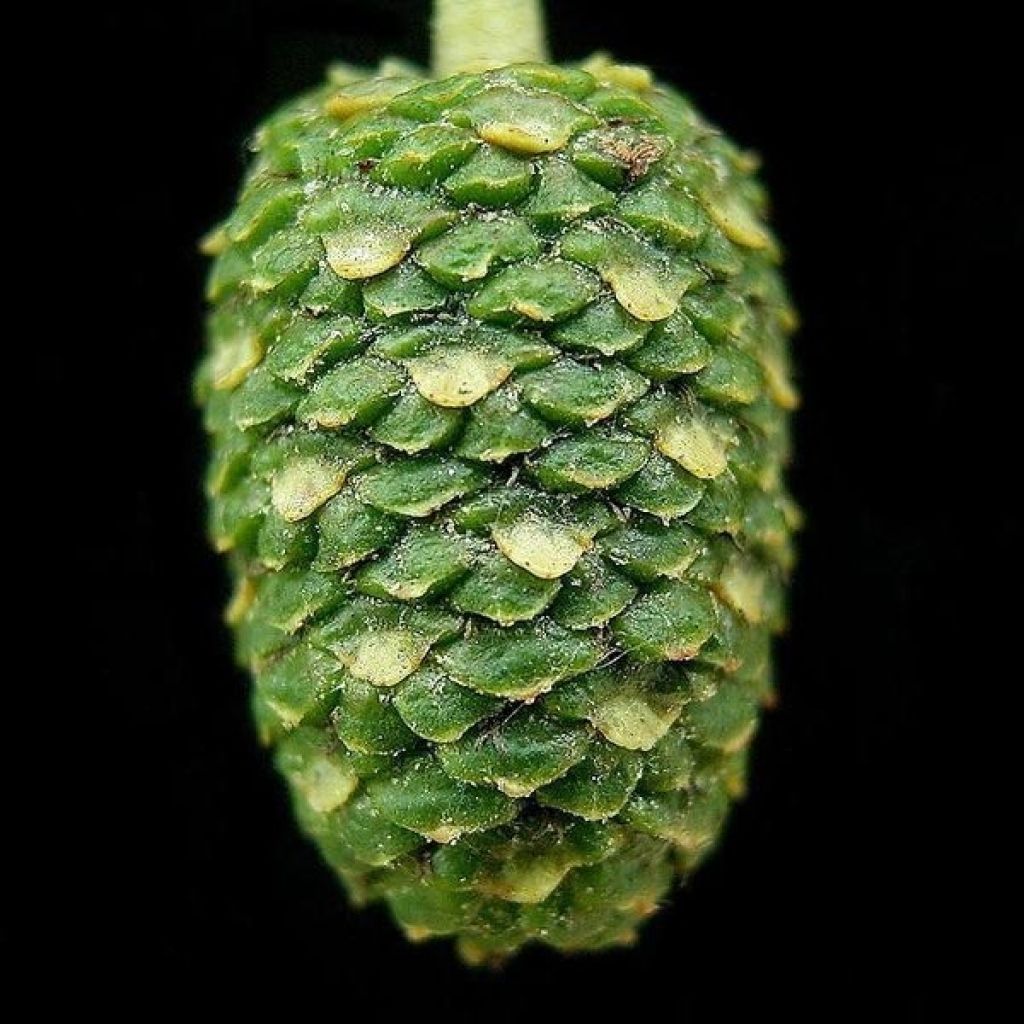 Aliso napolitano - Alnus cordata