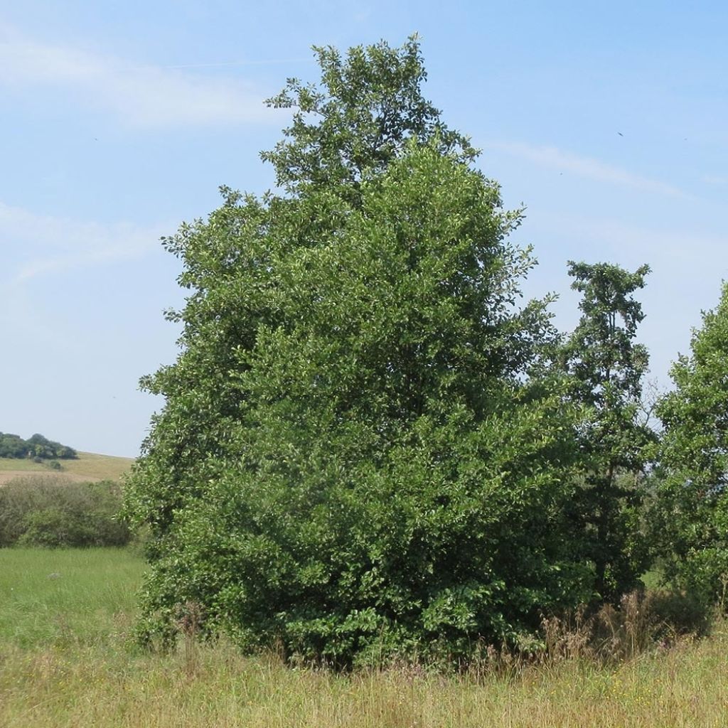 Aliso gris - Alnus incana
