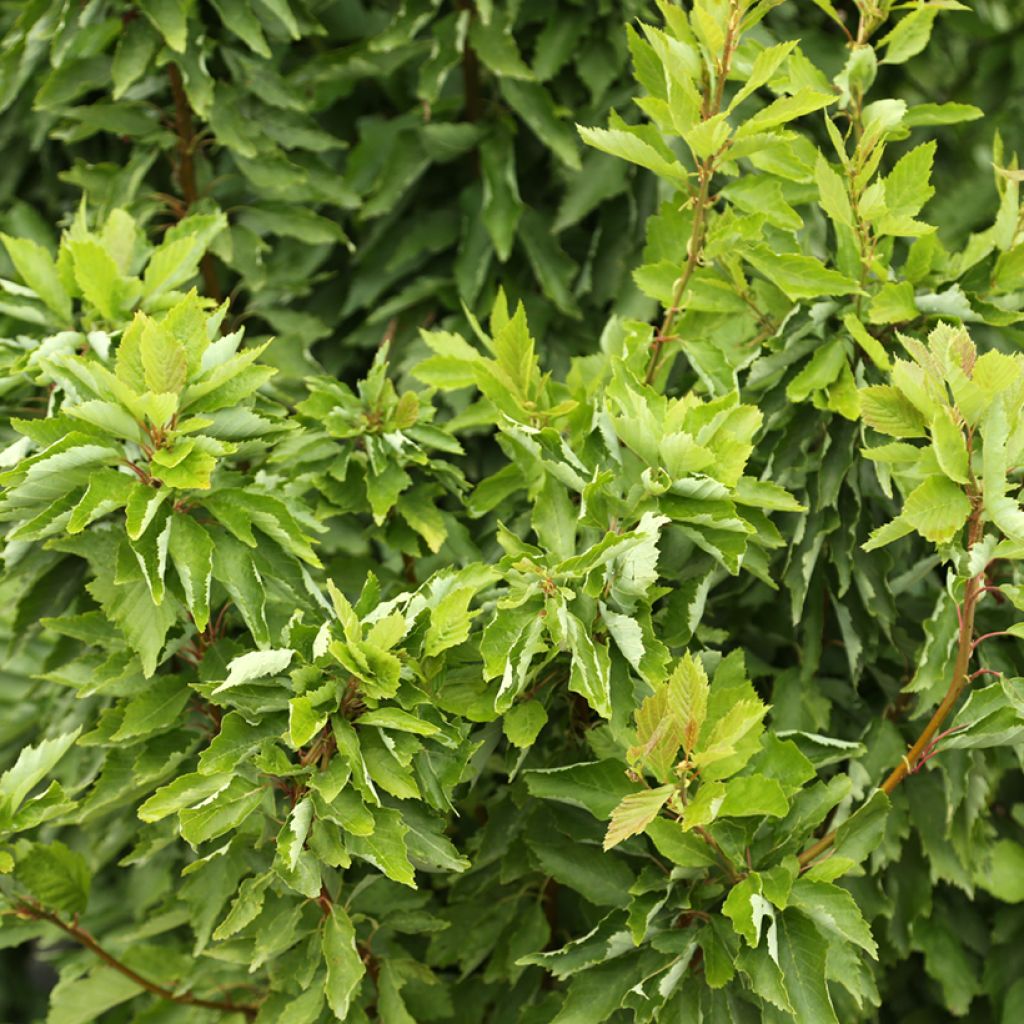 Aliso gris Monstrosa - Alnus incana