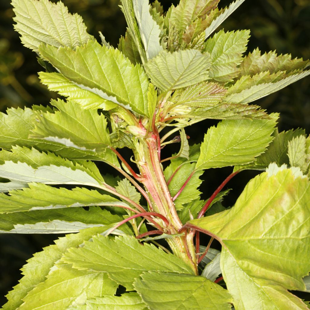 Aliso gris Monstrosa - Alnus incana