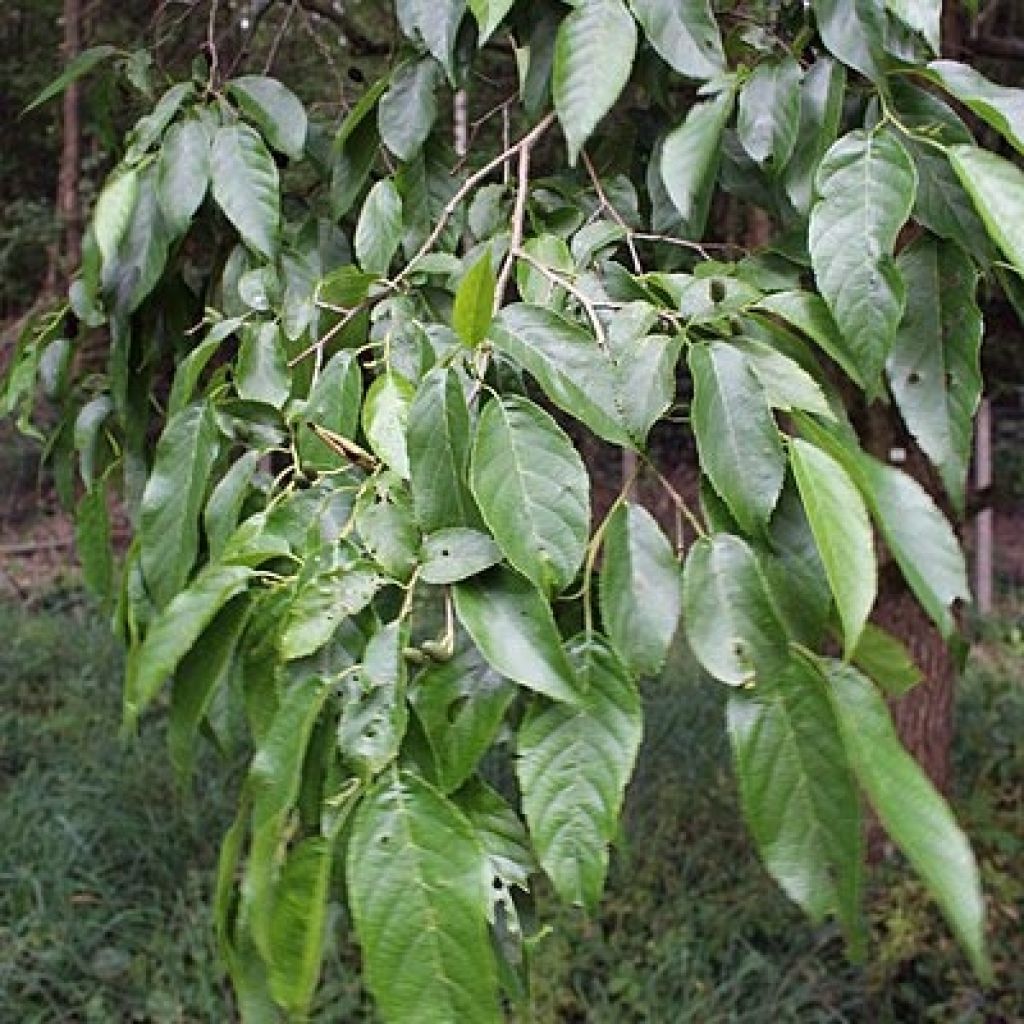 Alnus spaethii - Aliso de Spaeth