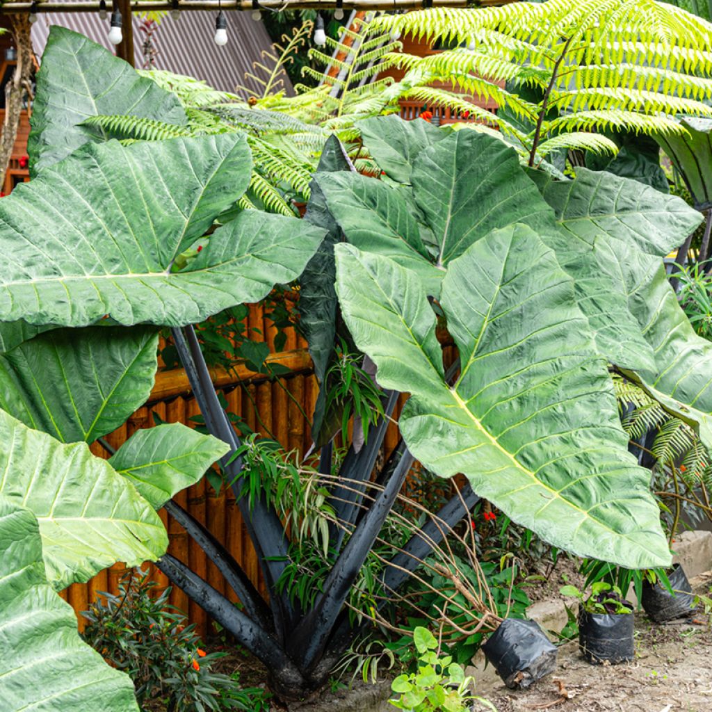 Alocasia Black Stem - Oreja de elefantephante